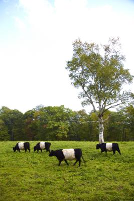 Cows are the least-selective lifestock grazers.