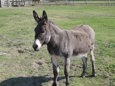 Donkeys can defend sheep and other livestock from some predators.