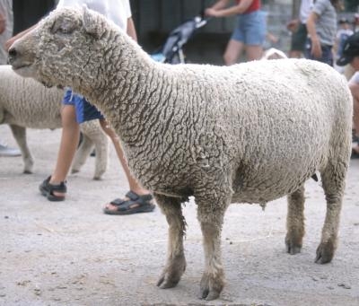 Sheep are popular in petting zoos because of their placid demeanor.