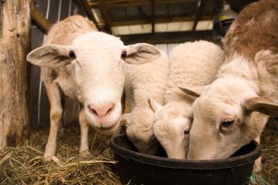 You can provide more space for your lambs to feed by building a lamb bar.