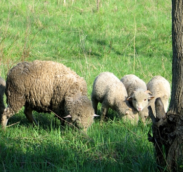 Grazing animals need to be protected from herbicide use.