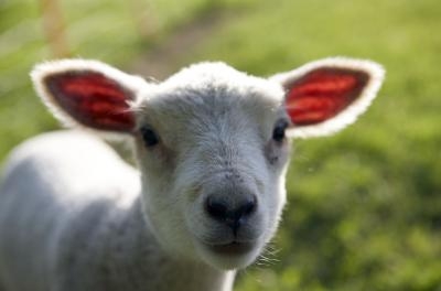 The amount of food to bottle feed feed a lamb depends on its weight.