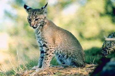 Bobcats are known to feed on dogs, cats, sheep and poultry.