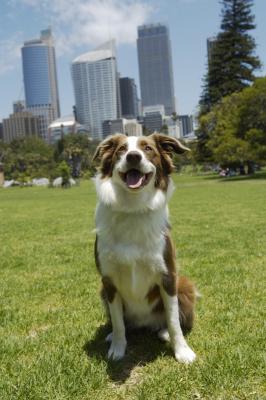Taking your Border collie on a long walk will help it physically and mentally.