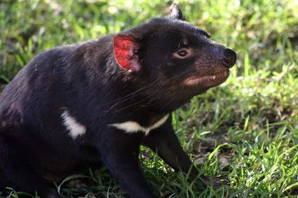 A Tasmanian devil looks like a minuature cross between a bear and a wolf.