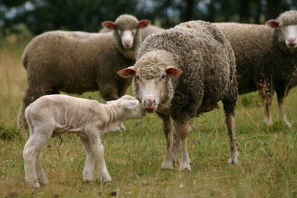 A young lamb with her mother.