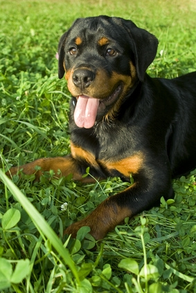 The rottweiler is a dog from the working breeds.