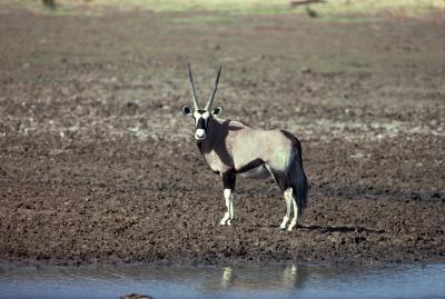 The Gemsbok is just one of three subspecies of oryx.