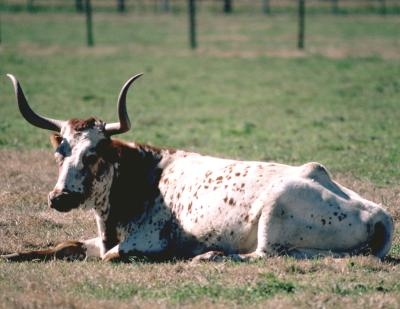 The distinctive horns of Longhorn cattle create a challenge when using hay racks or hay feeders.