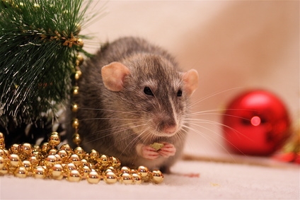 Pet rats can attract rodent mites, which can spread to humans.