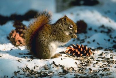 A squirrel primarily eats fresh nuts and produce.
