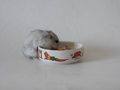 Hamsters enjoy eating mealworms occasionally.