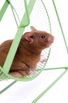 A hamster likes sitting and playing inside its wheel.