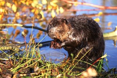The beaver is the largest rodent in North America.