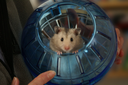 Hamsters come in a variety of sizes and colors.