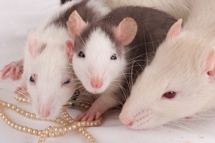 Rats and mice are popular pets, however, they are difficult to tell apart when small.