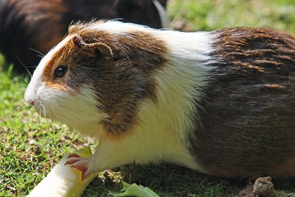 Clipping a guinea pig's toenails should be an important part of its grooming routine.
