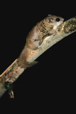 Check to see if your flying squirrel is male or female.