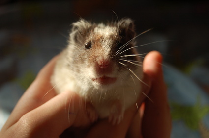 Learn how to properly handle your hamster to administer care.