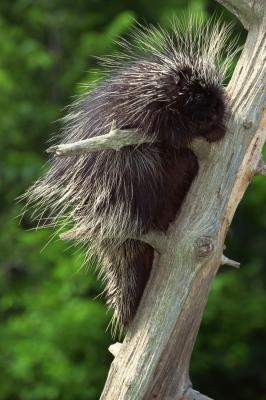 The porcupine is an adept climber.