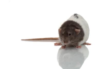 Get rid of mites on your pet rat.