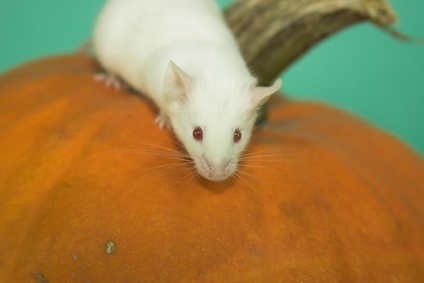 Pet mice rarely develop rabies.