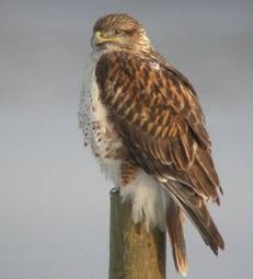 About North American Hawks