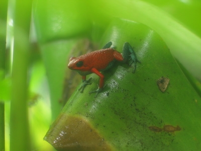 Dart frogs will need plenty of plants in their terrarium.