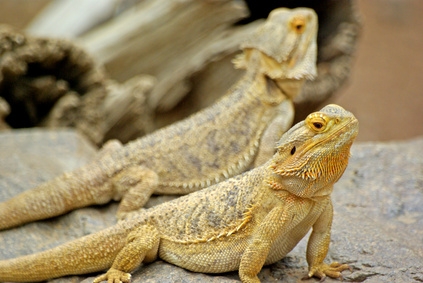Bearded dragons thrive in large enclosures.