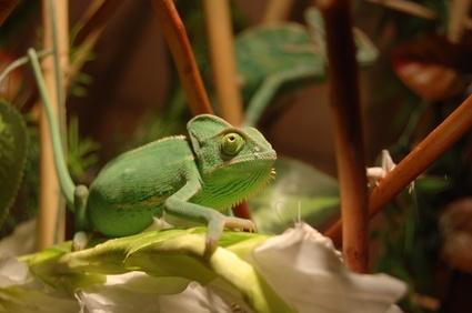 Chameleons, like all subtropical reptiles, require a humid environment.