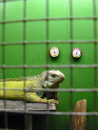Homemade Iguana Cages