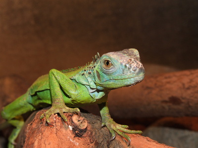 There are over 6,500 species of reptiles.
