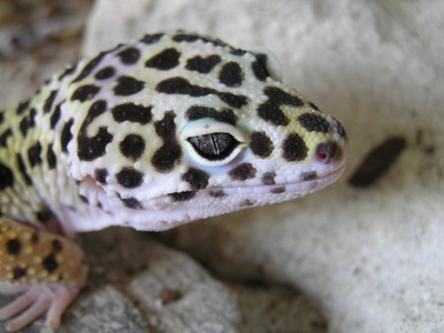 Leopard geckos should only eat mealworms as treats.