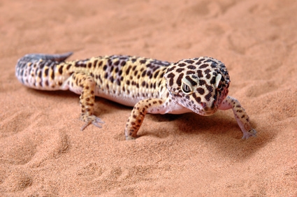 Geckos will live 15-20 years with the best conditions