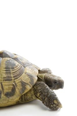 Tortoises need large enclosures to stay healthy in captivity.