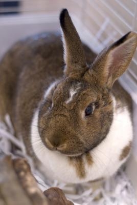 Rabbits need a clean cage to prevent the animals from becoming ill or unhappy.