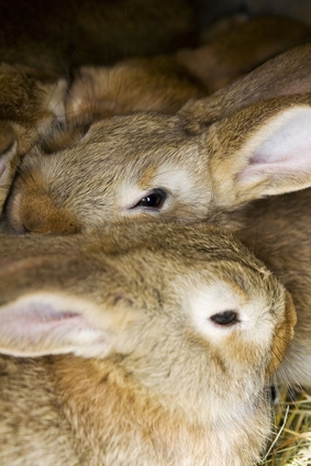 Homemade rabbit bedding is a way to save on the expenses of keeping a rabbit.
