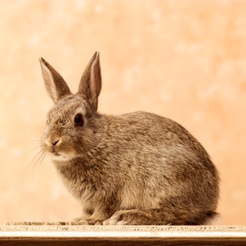 Many breeds of domestic rabbit are selected for meat.