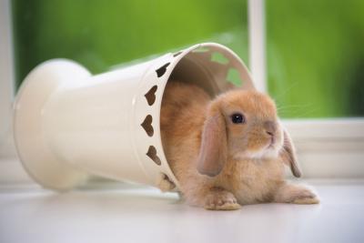 dwarf rabbit in house