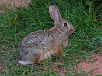 A reliable rabbit trap is fairly easy to make.