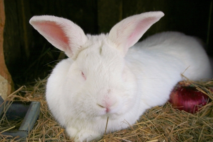 A rabbit inside a hutch.