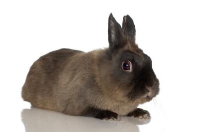 Dwarf rabbits are easy to litter-box train.