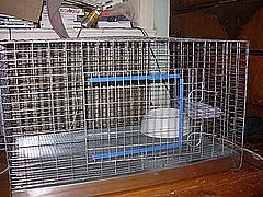Indoor rabbit cages