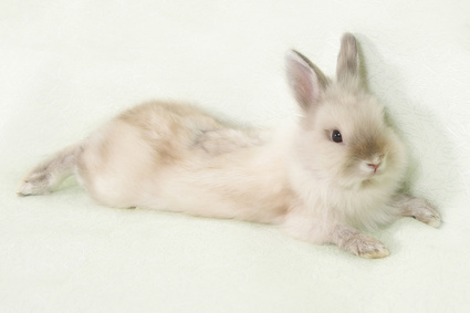With preparation, rabbits are an ideal indoor pet.