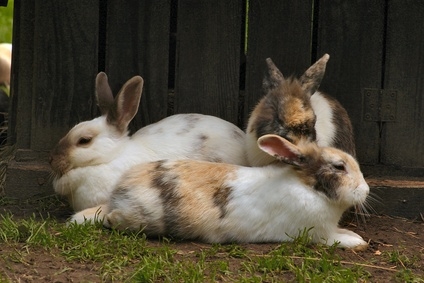 Male Vs. Female Rabbits