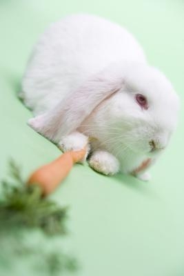 Many breeds of rabbit make good pets for children.