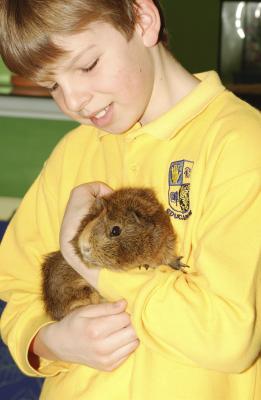 Many guinea pigs enjoy cuddling once they become accustomed to your touch.