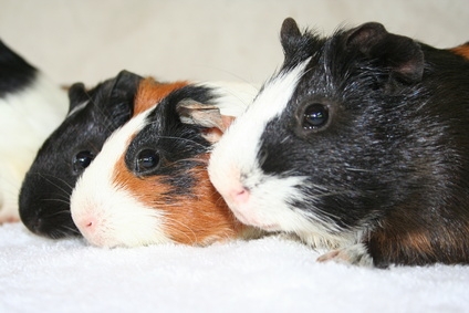 Try pellet bedding in your guinea pig's cage.