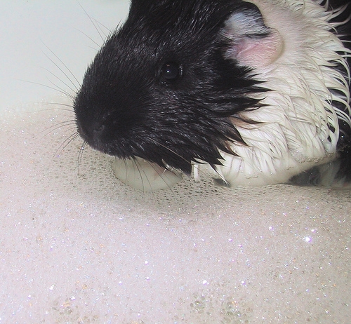 Most guinea pigs enjoy bath time.