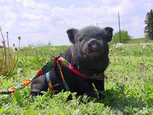 Keep Pot Bellied Pigs as Pets